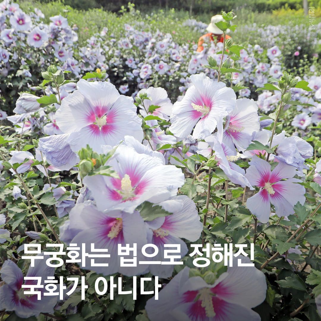 무궁화_1.png